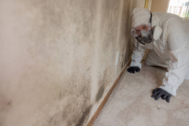 Best Mold Odor Removal Services in USA